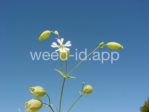 campion, bladder
